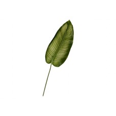 Calathea - White Start